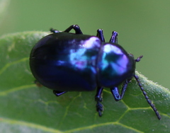 Chrysochus asclepiadeus