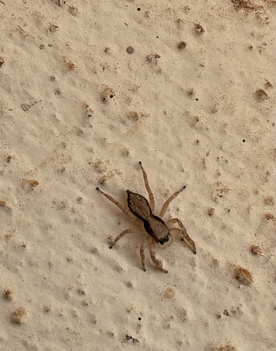 Gray Wall Jumping Spider