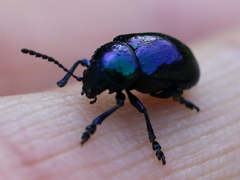 Chrysochus asclepiadeus