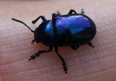 Chrysochus asclepiadeus