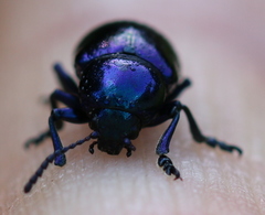 Chrysochus asclepiadeus