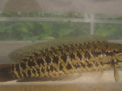 Channa maculata