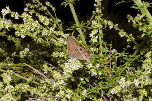 Moneuptychia montana