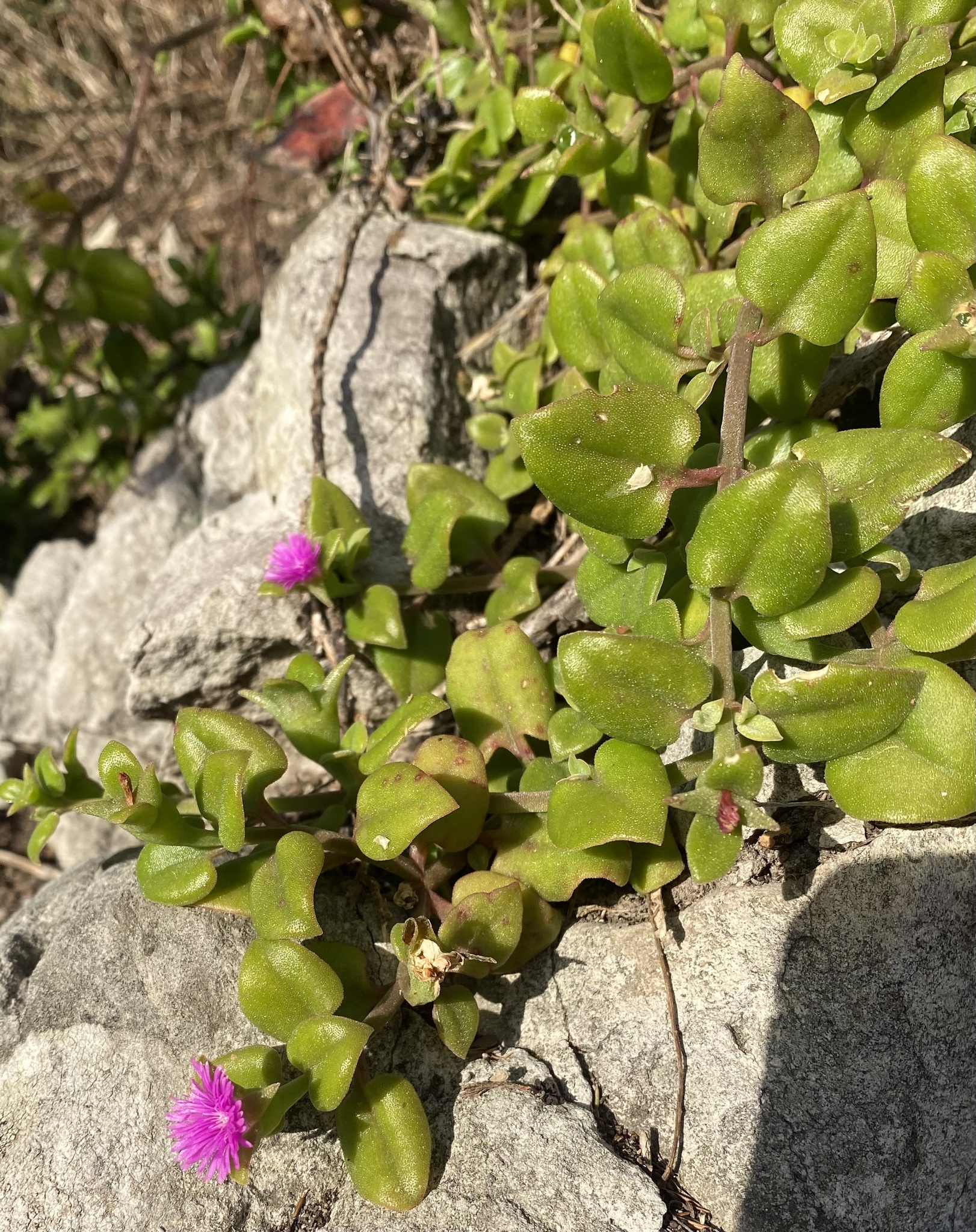 Imagem de Aptenia ou Rosinha-de-sol