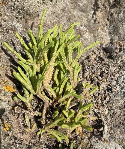 Foto de Rabo-de-lagarto