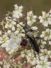 Stenopterus ater