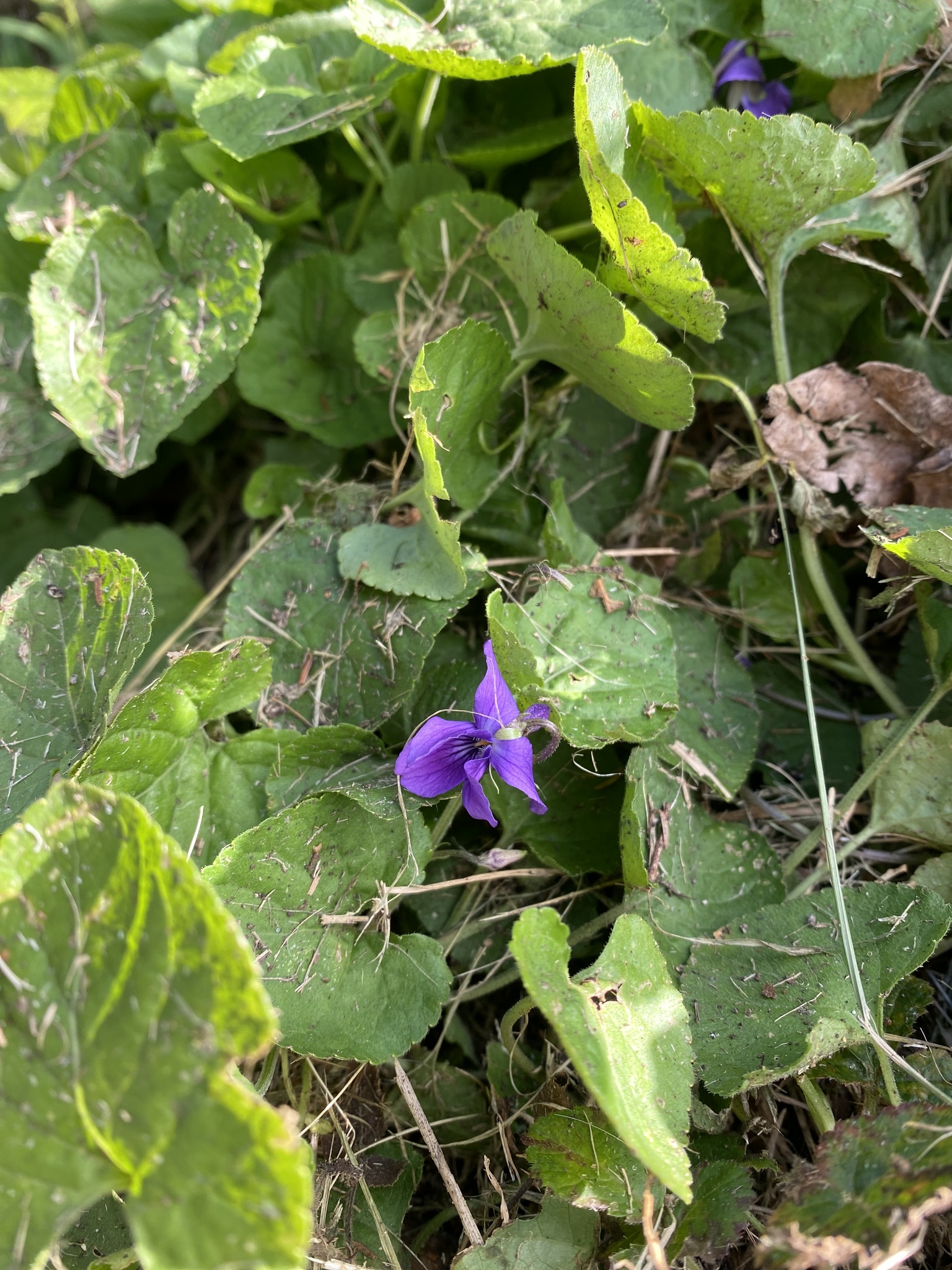 Imagem de Violeta