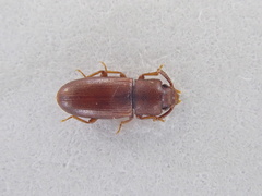 Palorus depressus