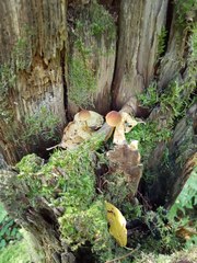 Mycena viridimarginata