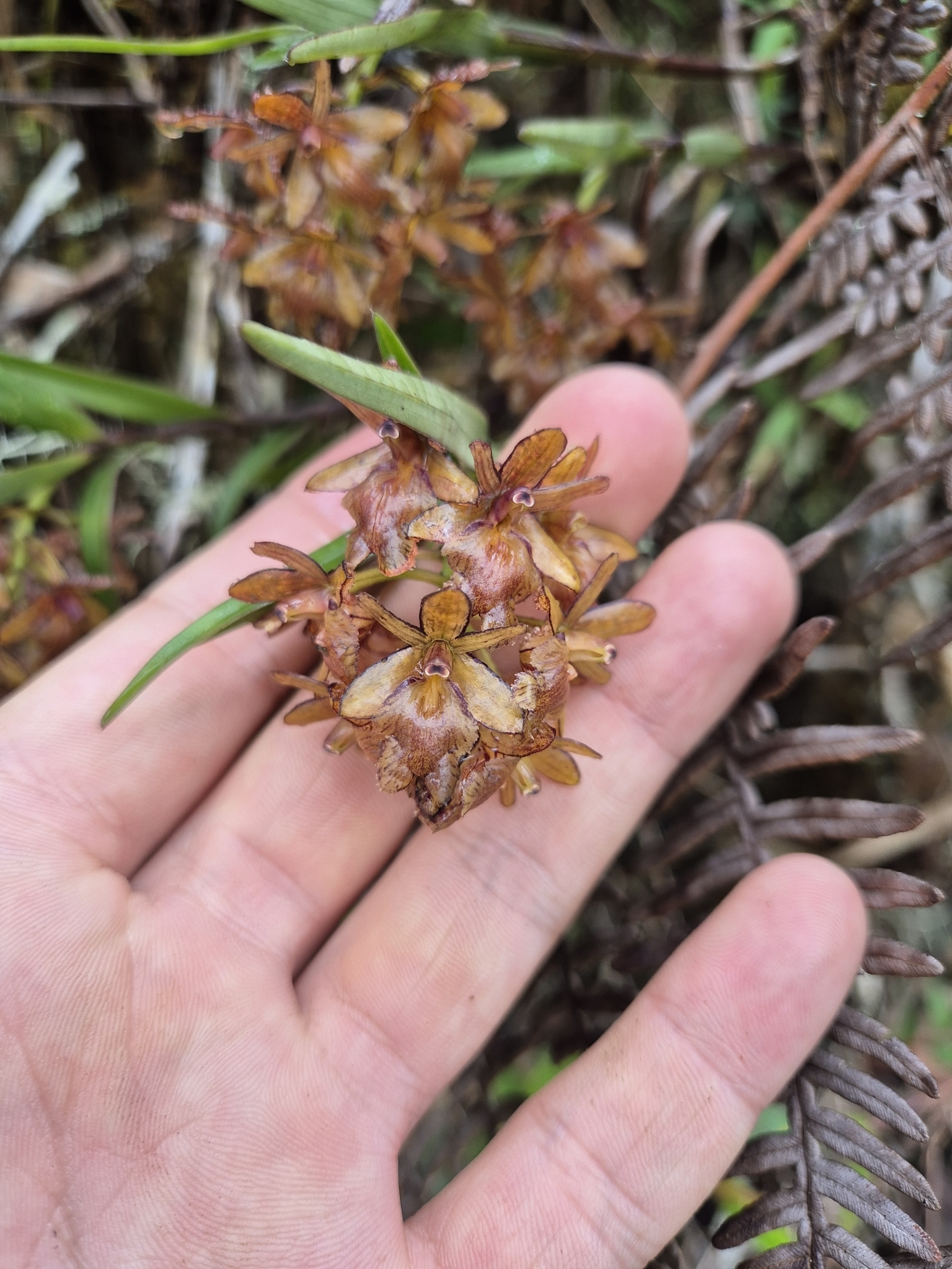 Epidendrum trachysepalum Hágsater 3