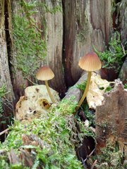 Mycena viridimarginata