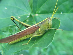 Schistocerca alutacea