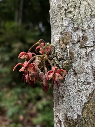 Foto de Cacauí