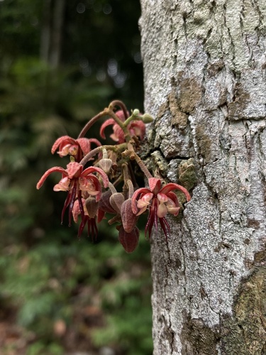 Cacauí