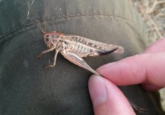 Platycleis affinis affinis