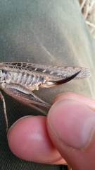 Platycleis affinis affinis