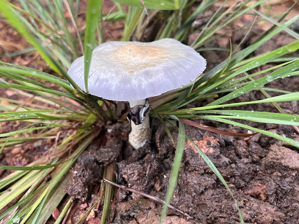 Psilocybe cubensis · January 2025 · photo: © mariobarroso (iNaturalist, cc-by)