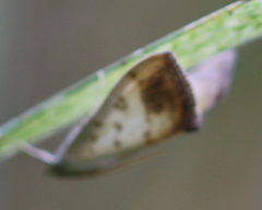 Evergestis extimalis