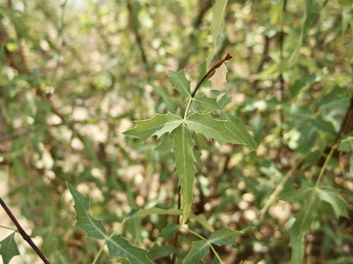 Image of Berberis haematocarpa by (c) Sue Carnahan, some rights reserved (CC BY)