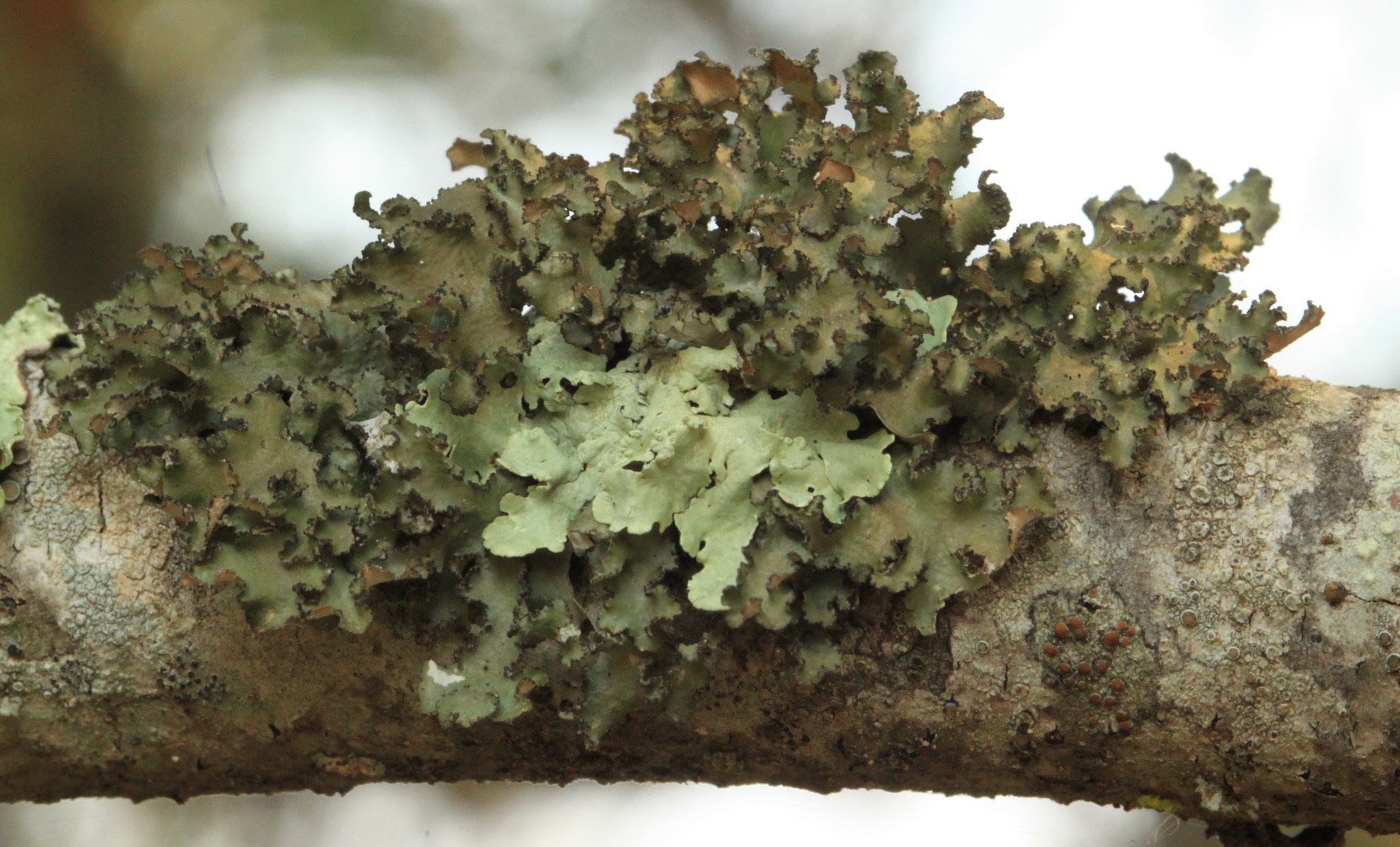 Tuckermannopsis orbata image