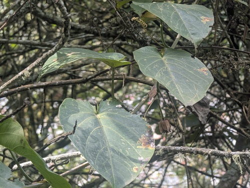 Foto de Maracujá-doce