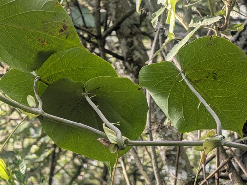 Foto de Maracujá-doce