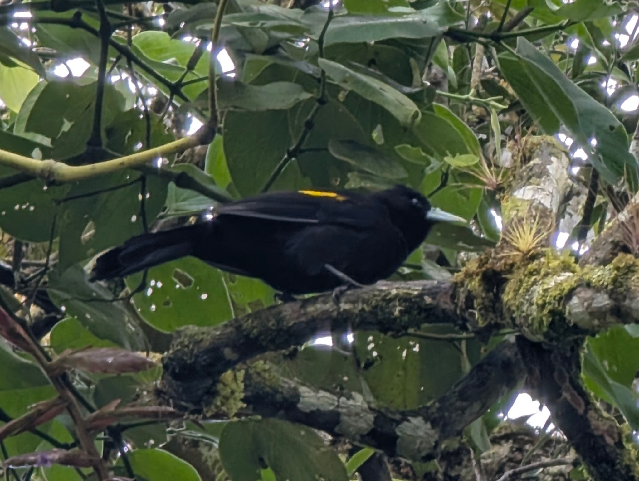Mountain Cacique (Cacicus chrysonotus), photo 1