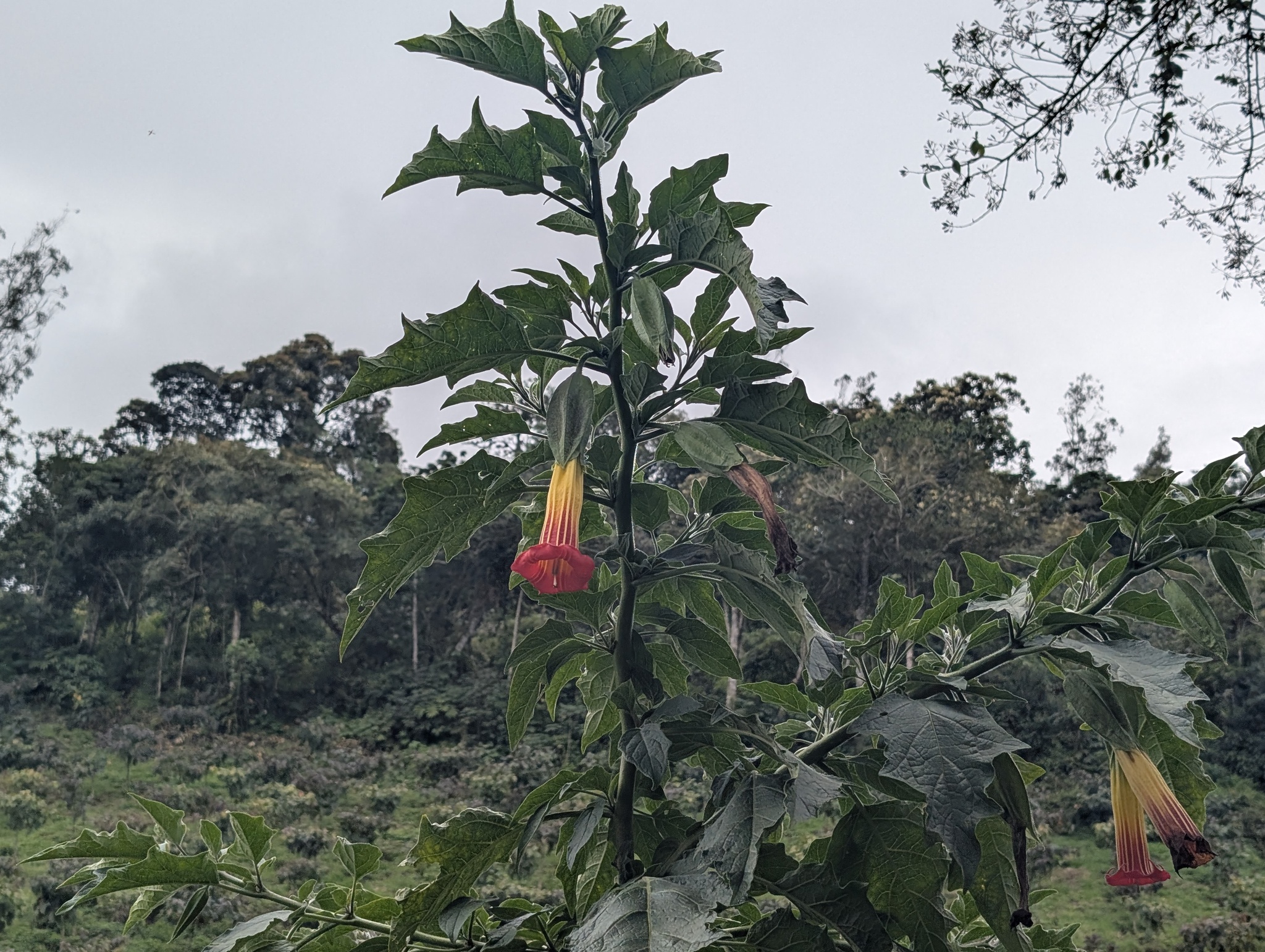 Imagem de Trombeta-de-anjo