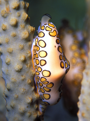 Flamingo Tongue Snail