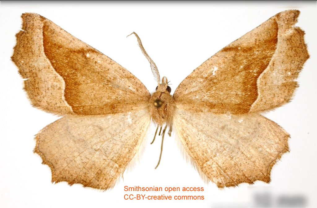 Neoselenia veda