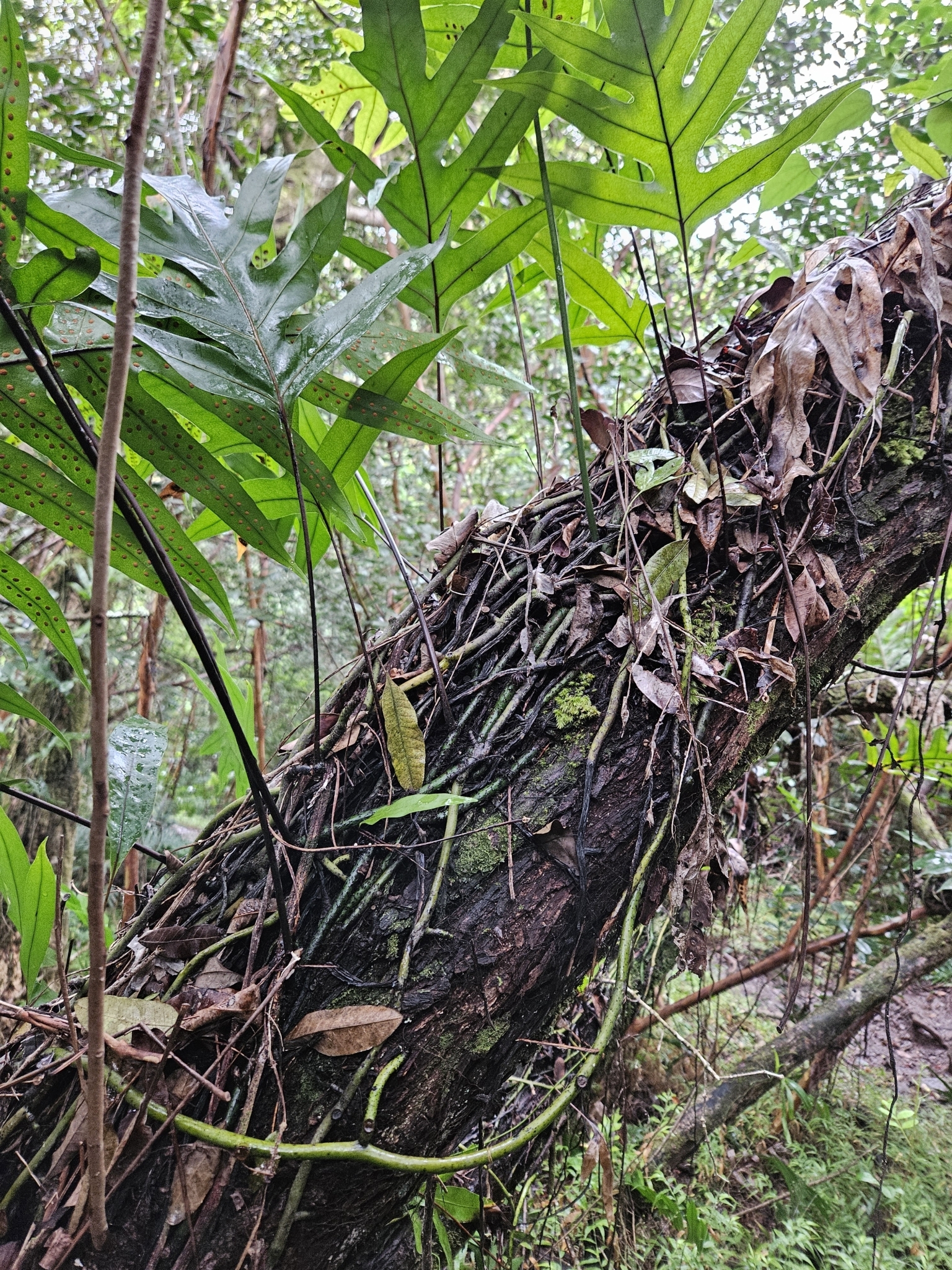 Microsorum grossum