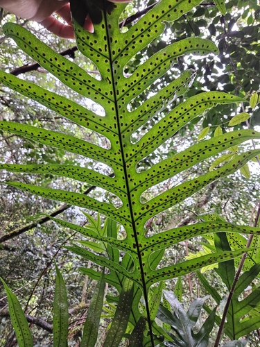 Microsorum grossum
