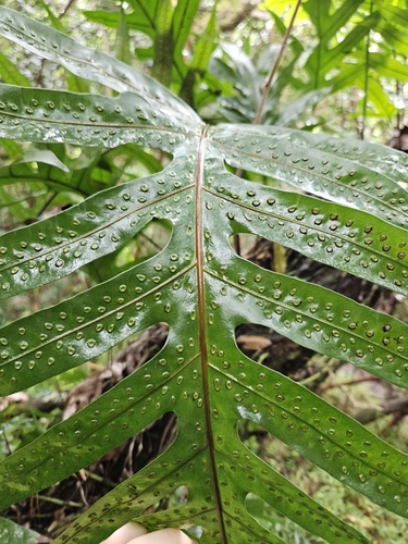 Microsorum grossum