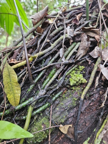 Microsorum grossum