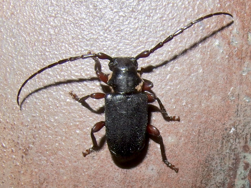 Peritapnia fabra