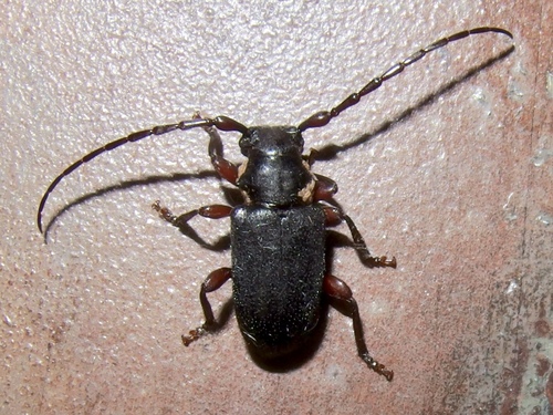 Peritapnia fabra