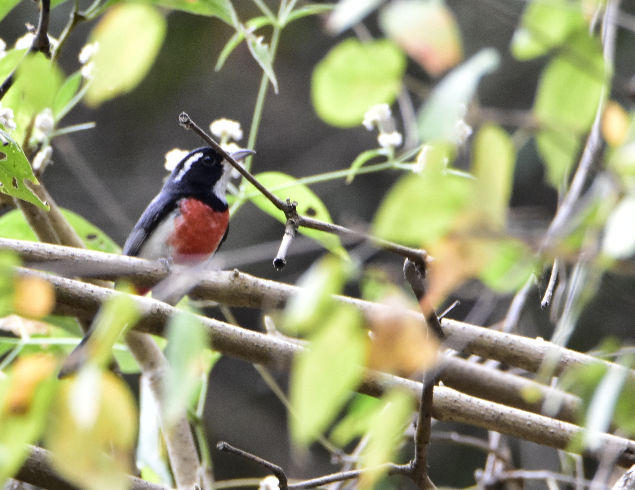Red-breasted Chat (Granatellus venustus), photo 1
