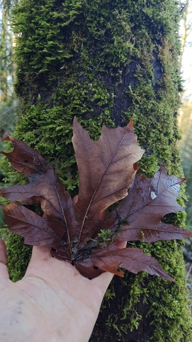 Foto de Pé de mamão,vulgo mamoeiro
