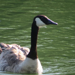 Branta canadensis image