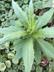 Erechtites hieraciifolius