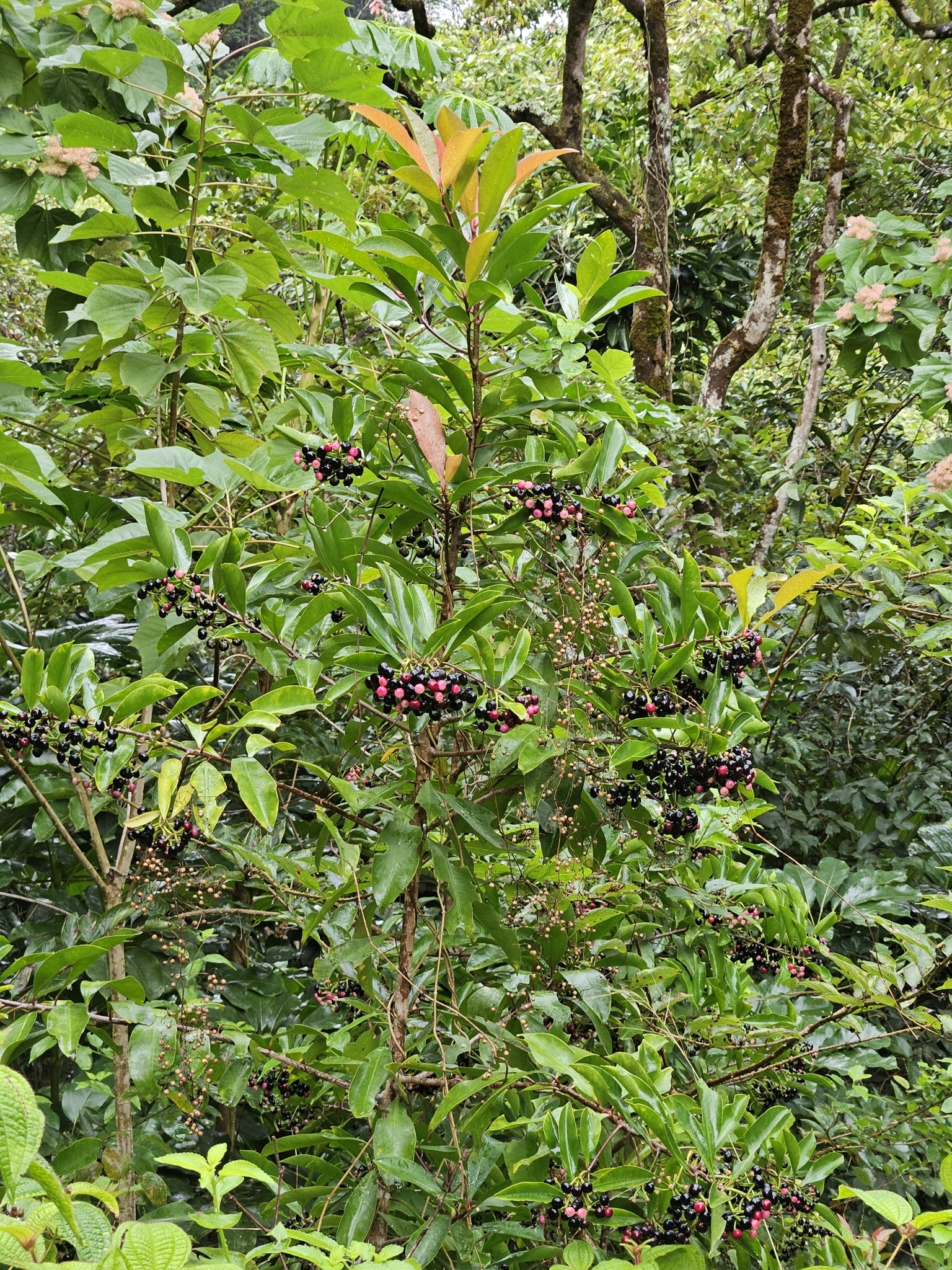 Imagem de Café-de-bugre