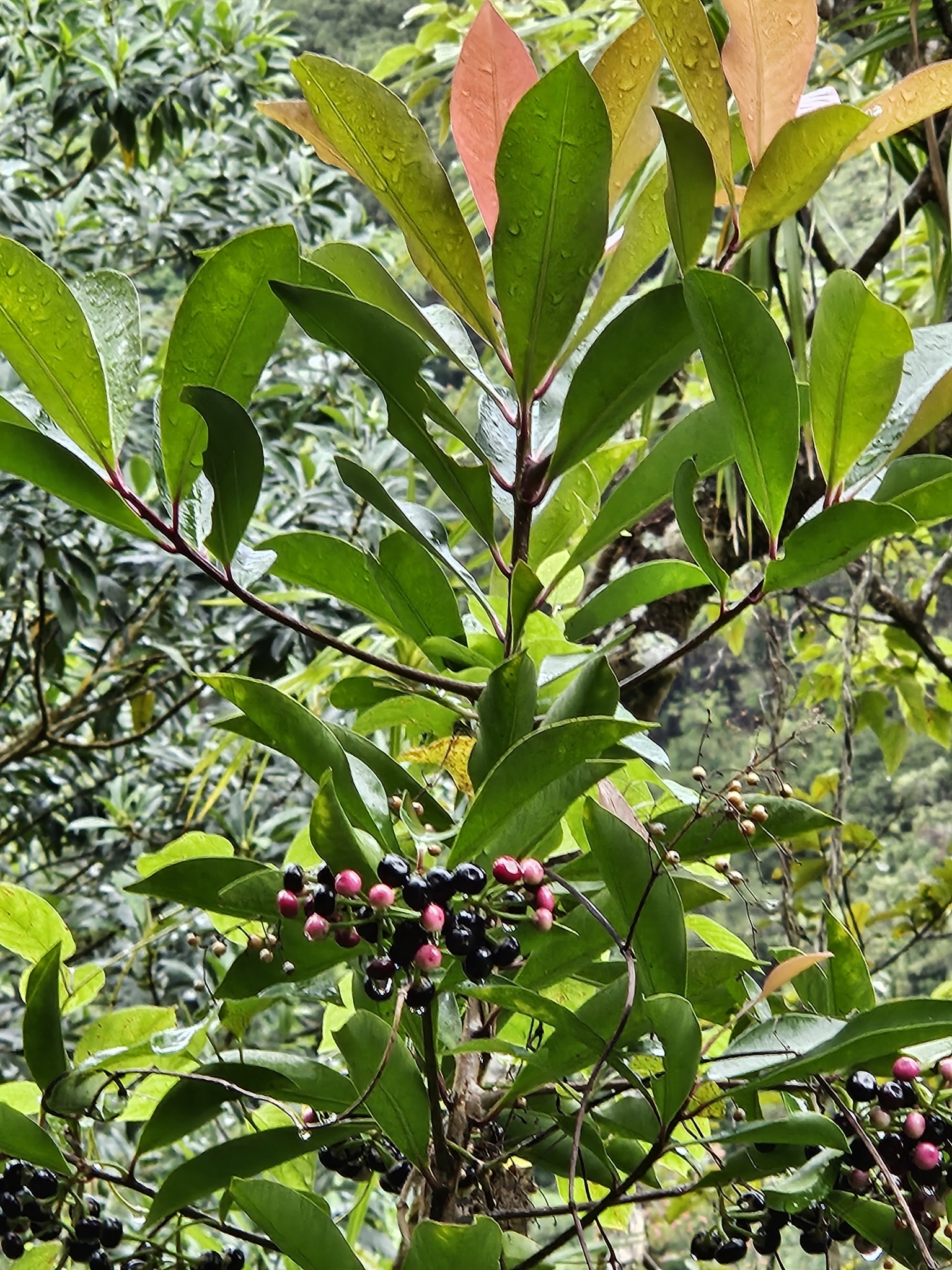 Imagem de Café-de-bugre