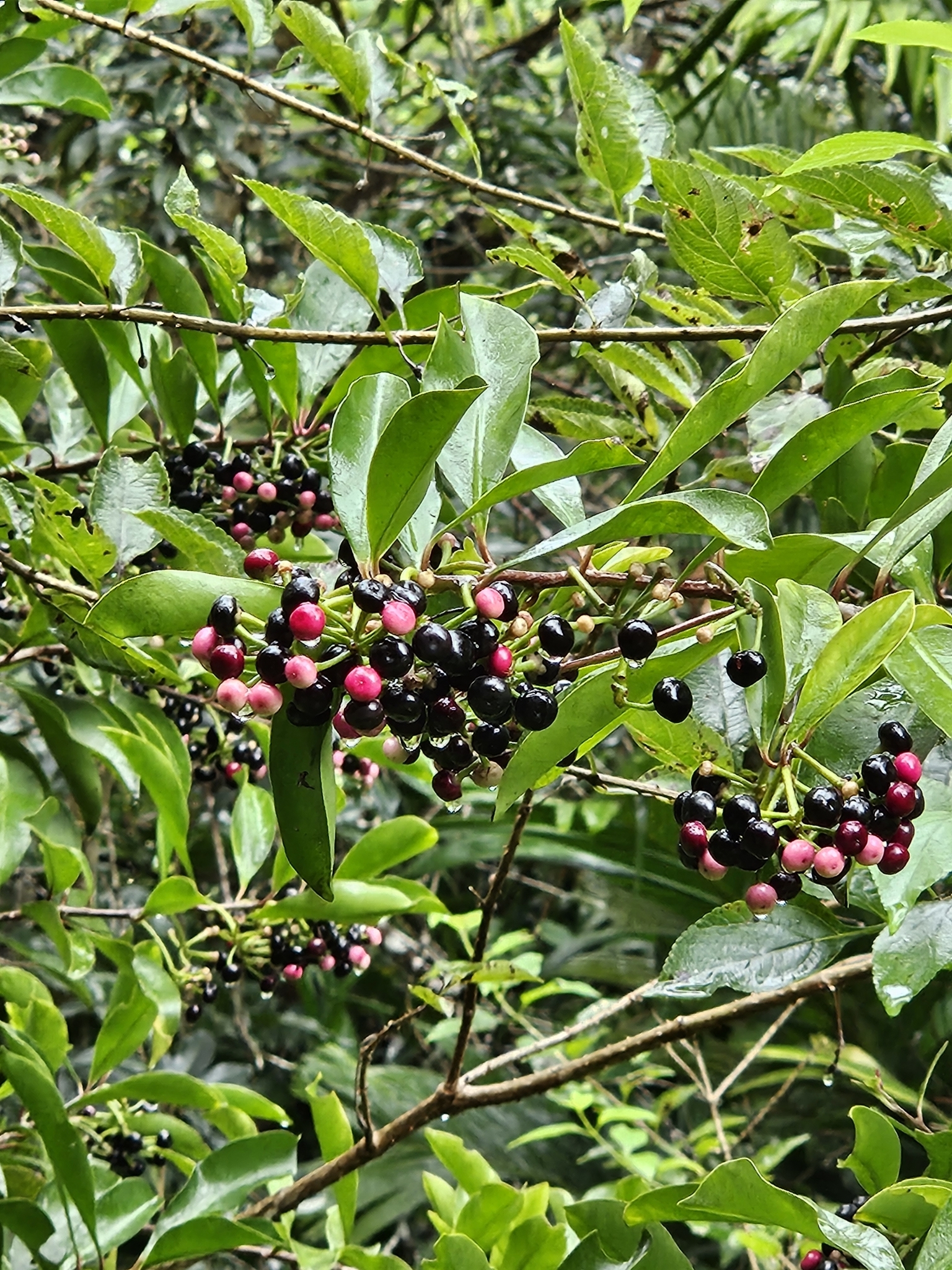 Imagem de Café-de-bugre