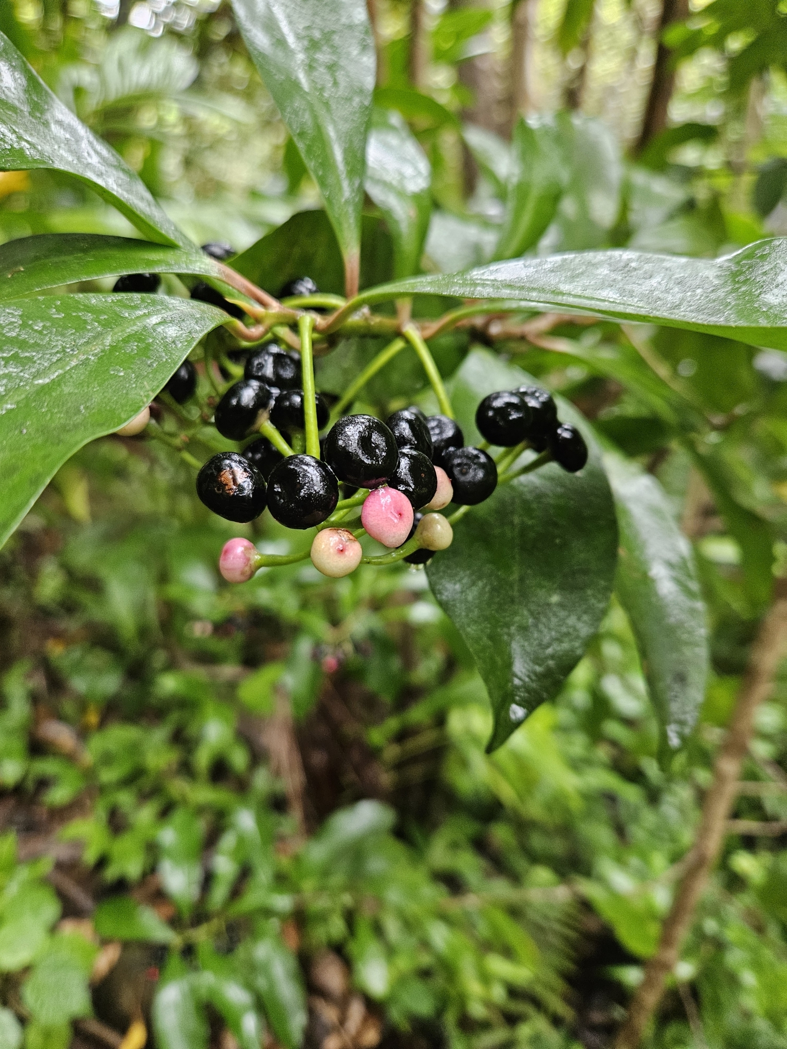 Imagem de Café-de-bugre