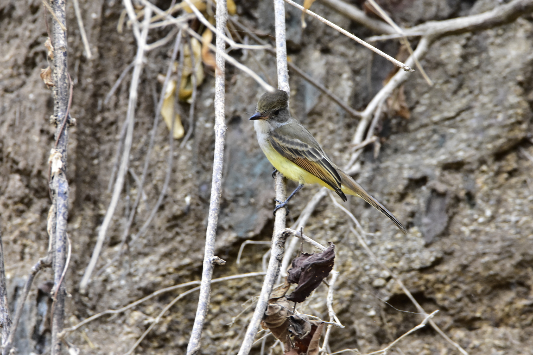 Nutting's Flycatcher (Myiarchus nuttingi), photo 6