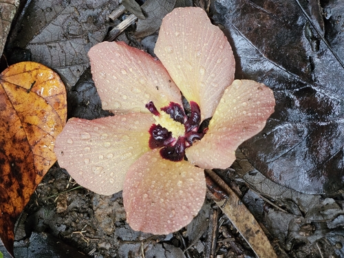 Manana Ridge Trail