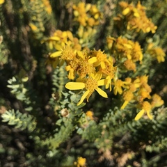 Euryops tysonii