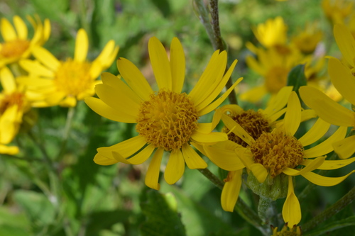 Jacobaea alpina (Jacobaea alpina)
