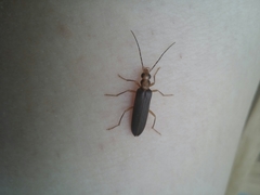 Nacerdes carniolica