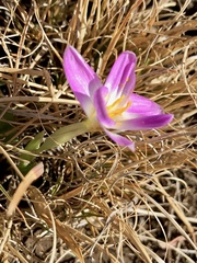 Hesperantha schelpeana